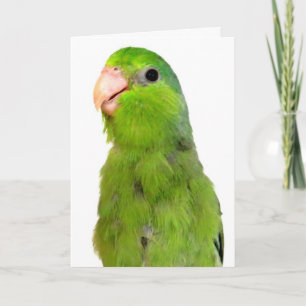 Cartão Parrotlet Bird Missing You greeting sympathcard