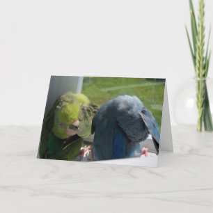 Cartão Parrotlet Birds Humourous Greeting Card Photo