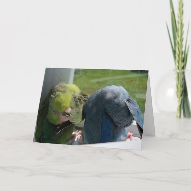 Cartão Parrotlet Birds Humourous Greeting Card Photo (Frente)