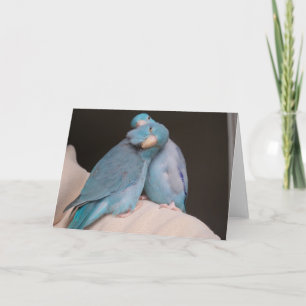 Cartão Parrotlet Pals Pacific Blue Birds