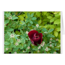 Cartão parterre de fleurs au printemps