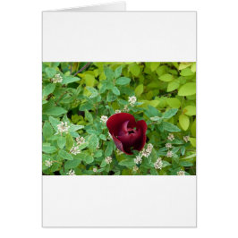 Cartão parterre de fleurs au printemps