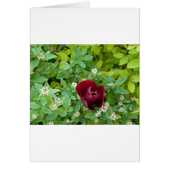 Cartão parterre de fleurs au printemps (Frente)