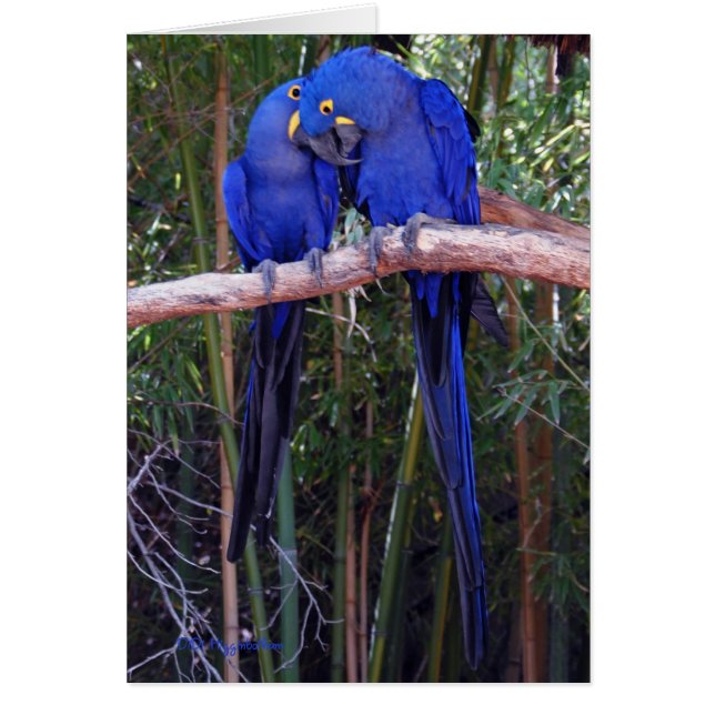 Cartão Partilhar Segredos (Frente)