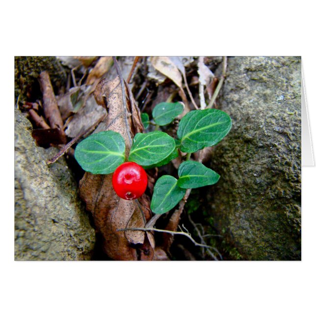 Cartão Partridge Berry Wildflower (Frente Horizontal)