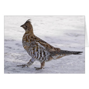 Cartão Partridge Strut