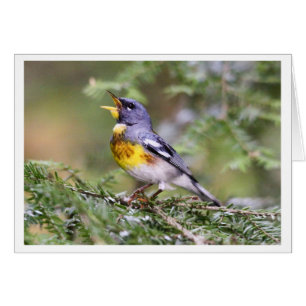 Cartão Parula do norte