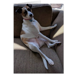 Cartão parvo do cão - vazio para dentro
