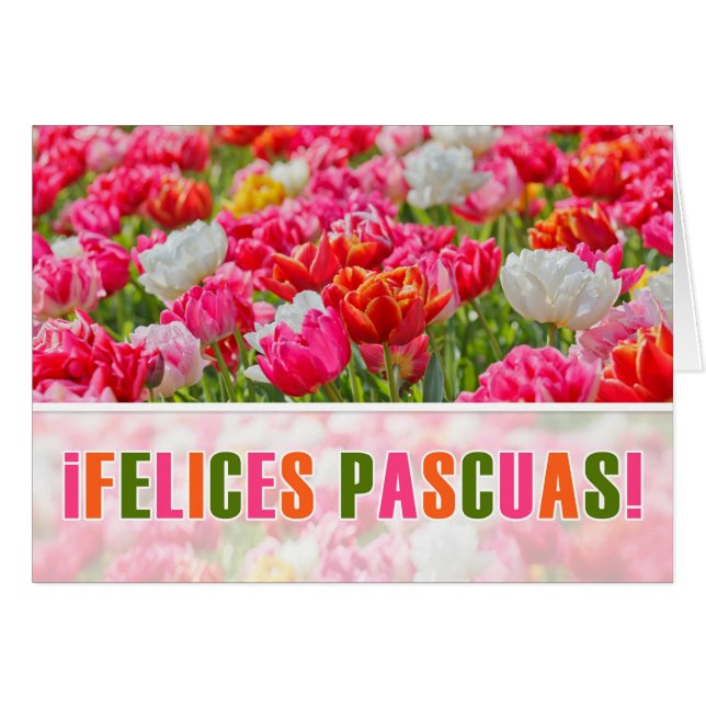 Cartão PÁSCOA ESPANHOLA Joyeuses Paca Tulipas Rosa Jardim (Frente Horizontal)