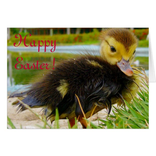 CARTÃO PÁSCOA PINTINHO IV (Frente Horizontal)