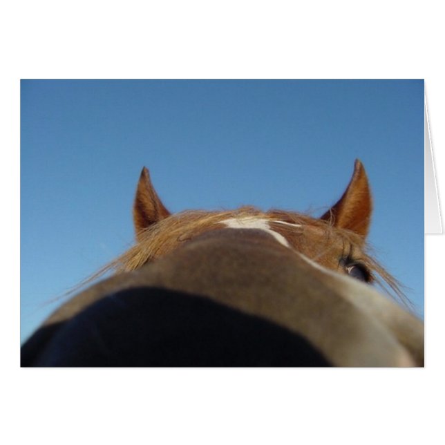 Cartão Paso, Peru, Gritou Cavalo Inchado - Nariz (Frente Horizontal)