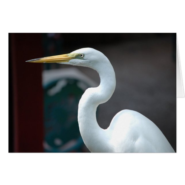 Cartão Pássaro (Frente Horizontal)