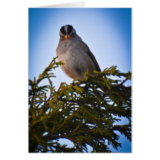 Cartão Pássaro