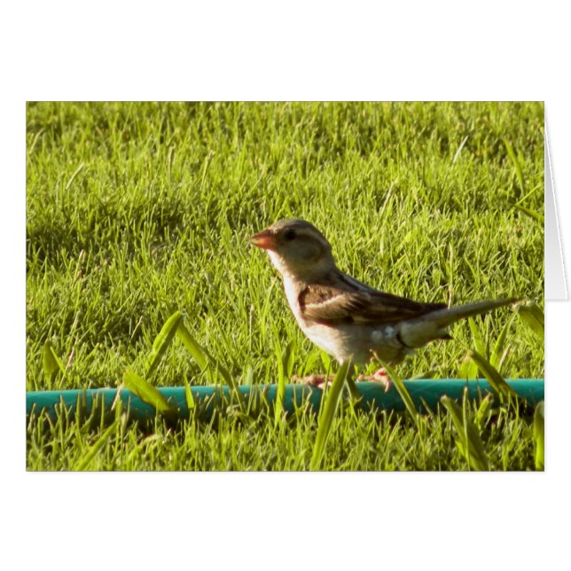 Cartão Pássaro (Frente Horizontal)