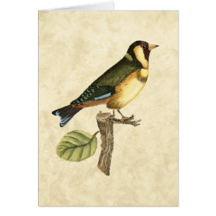 Cartão Pássaro Amarelo e Verde Empoleirado em um pequeno 