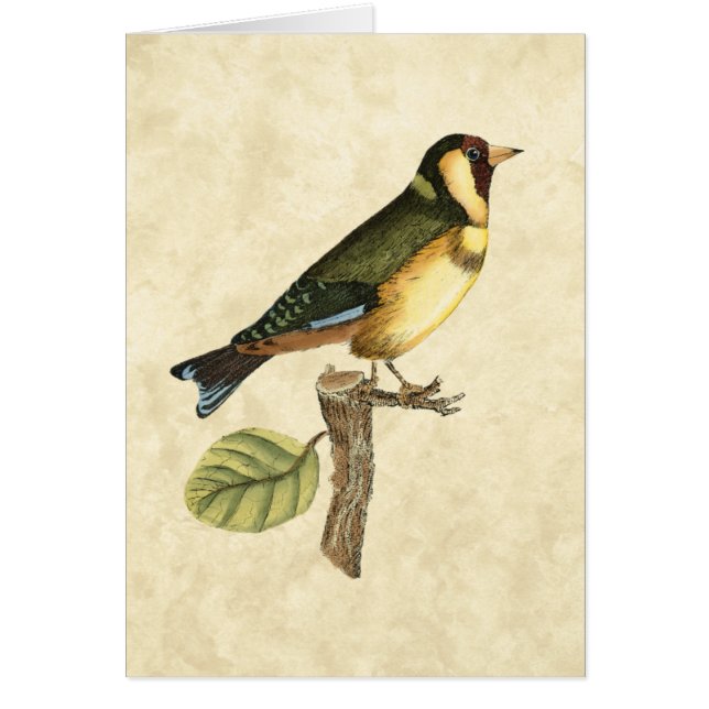 Cartão Pássaro Amarelo e Verde Empoleirado em um pequeno  (Frente)
