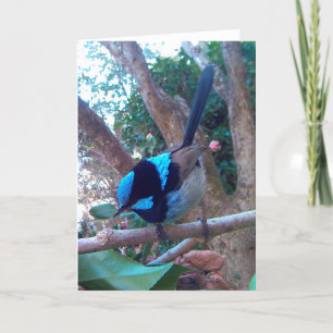 Cartão Pássaro australiano, Superb Fairy Wren.