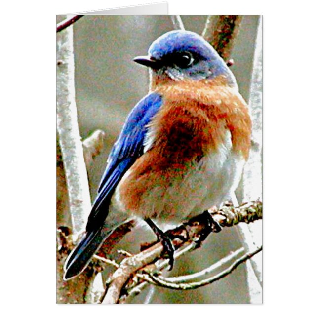 Cartão Pássaro azul (Frente)