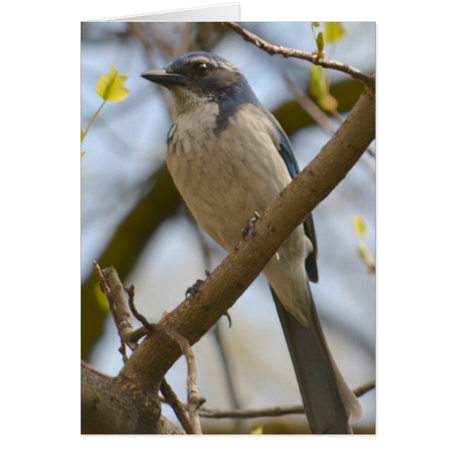 Cartão Pássaro Azul bonito (Frente)