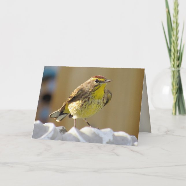 Cartão Pássaro Belo Quintal - Palm Warbler (Frente)