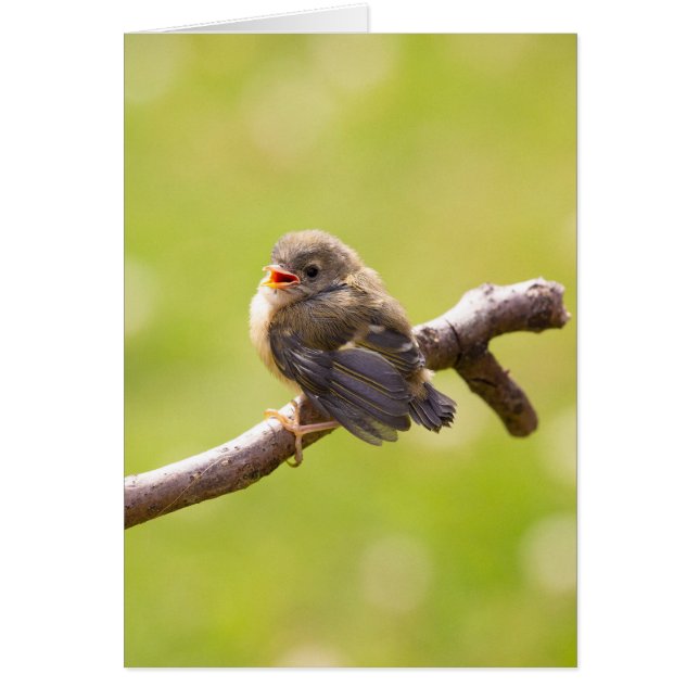 Cartão Pássaro bonito cantando feliz num dia de verão (Frente)