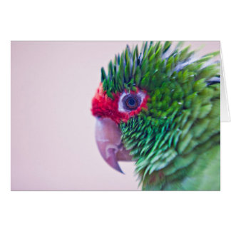 Cartão Pássaro bonito em Ollantaytambo