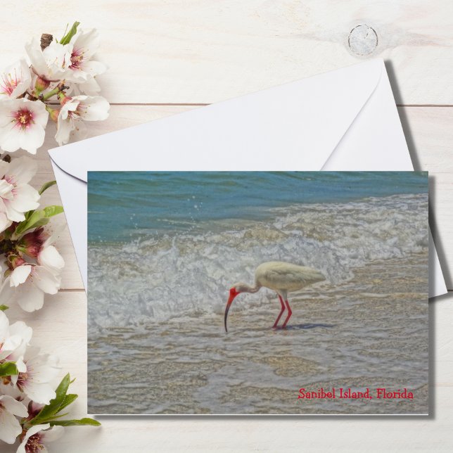 Cartão Pássaro Branco Ibis Wading na Ilha Sanibel, Flórid (Criador carregado)