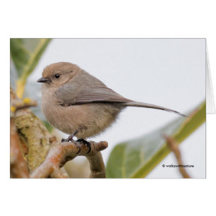 Cartão Pássaro Canino Bonito na Árvore Pear
