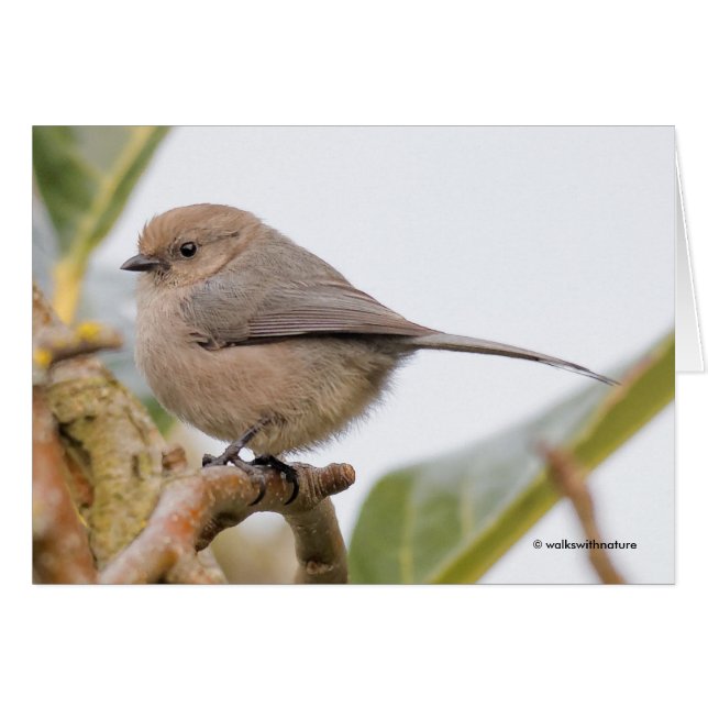 Cartão Pássaro Canino Bonito na Árvore Pear (Frente Horizontal)