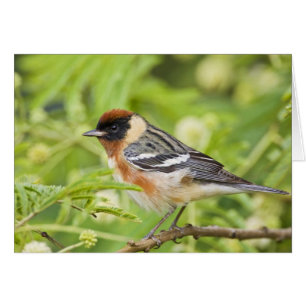 Cartão Pássaro cantor Bay-breasted Warbler (Dendroica cas