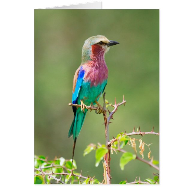 Cartão Pássaro Colorido (Frente)