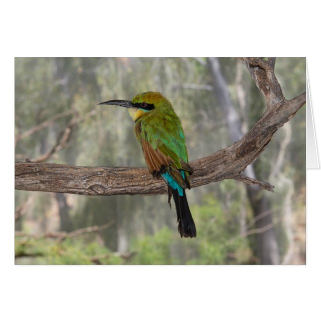 Cartão Pássaro comedor-de-abelhas-arco-íris, Austrália (Frente Horizontal)