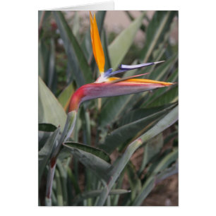 Cartão Pássaro da flor de paraíso