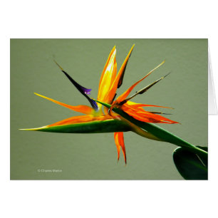Cartão Pássaro da flor de paraíso