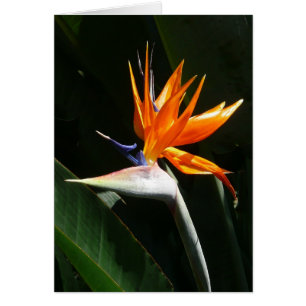 Cartão Pássaro da Flor Tropical de Paraíso Laranja