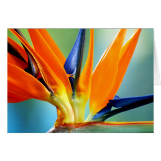 Cartão Pássaro do fim de II-up do paraíso