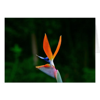 Cartão Pássaro do Paraíso, Maui