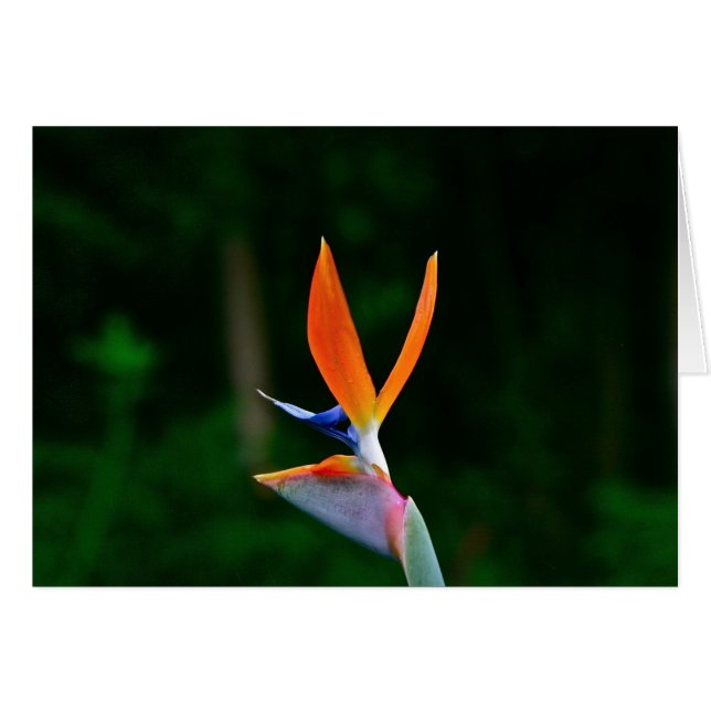 Cartão Pássaro do Paraíso, Maui (Frente Horizontal)