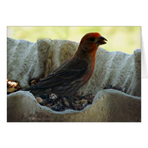 Cartão Pássaro do Redhead