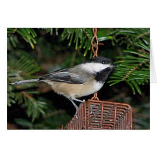 Cartão Pássaro em um Birdfeeder