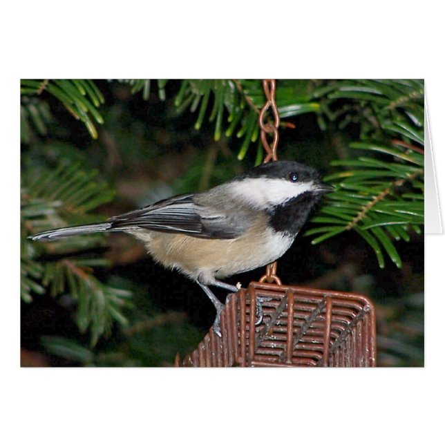 Cartão Pássaro em um Birdfeeder (Frente Horizontal)
