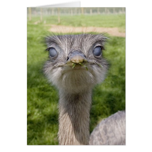 Cartão Pássaro engraçado (Frente)