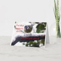 pássaro engraçado na neve