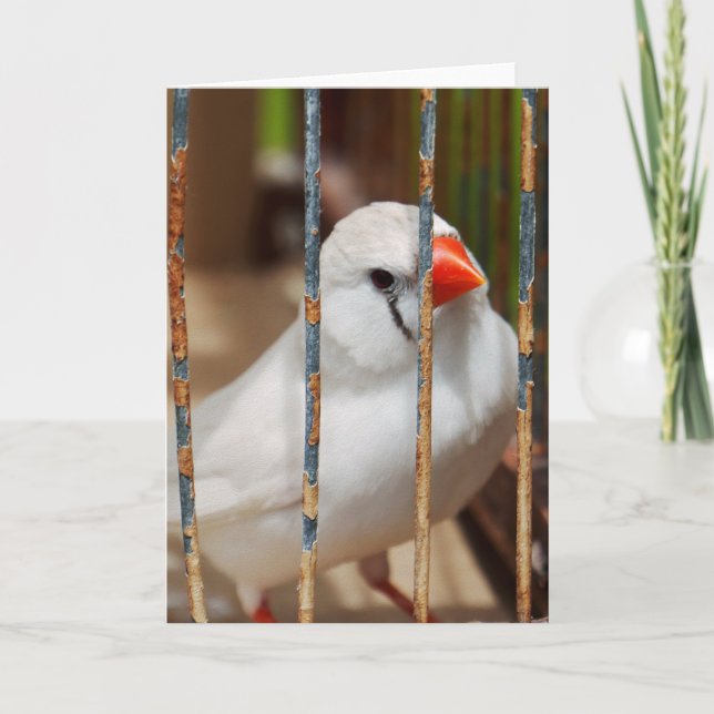 Cartão Pássaro Finch de Zebra Branca em Cage (Frente)