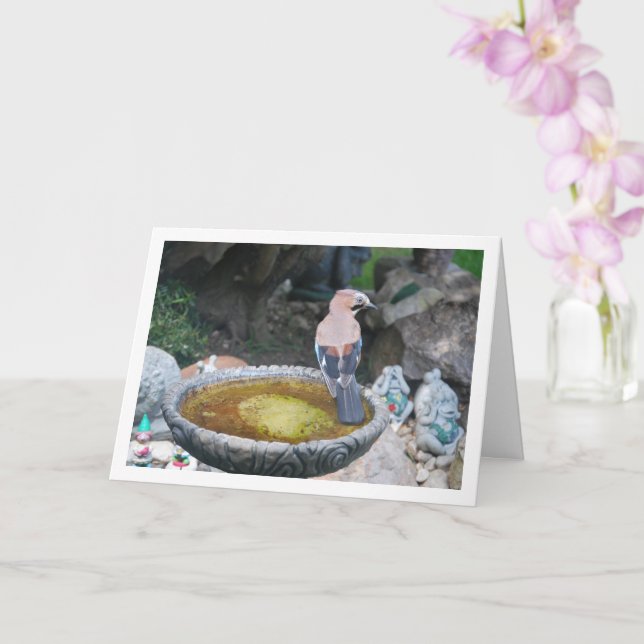 Cartão Pássaro Gaio-Eurasiático no Banho de Pássaros (Orquídea)