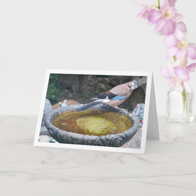 Cartão Pássaro Gaio-Eurasiático Sentado no Banho de Pássa (Orquídea)