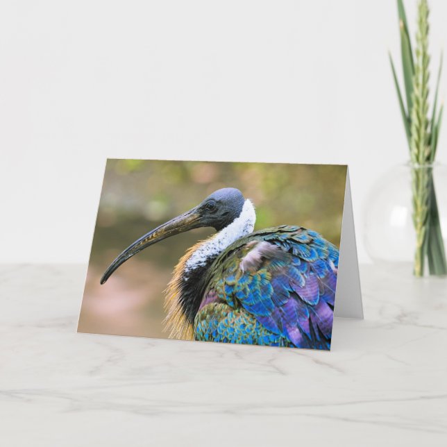 Cartão Pássaro Ibis (Frente)