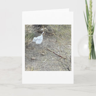 Cartão Pássaro No Pincel