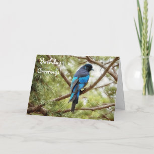 Cartão Pássaro Pássaro do Pássaro Azul-Jay