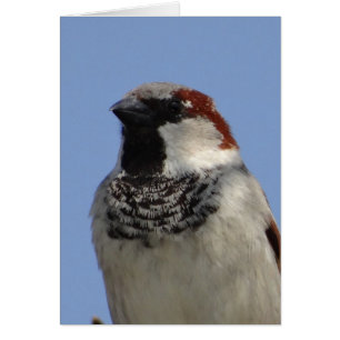 Cartão Pássaro pequeno giro